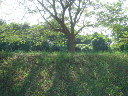 夏の桜の木の下で_a0014840_21411356.jpg