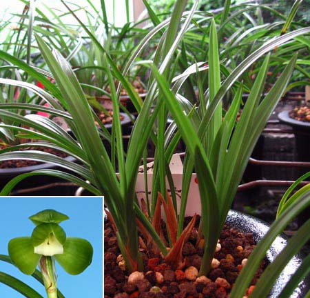 日本春蘭「一休」 No.683 : 東洋蘭風来記奥部屋