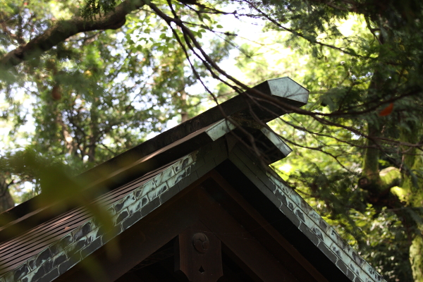 氷川神社_b0188569_19571661.jpg