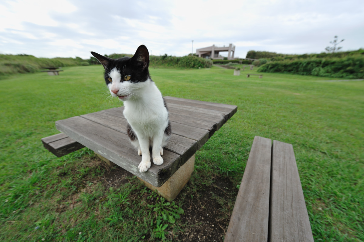 遠くの猫達ありがとう_f0011273_2018274.jpg