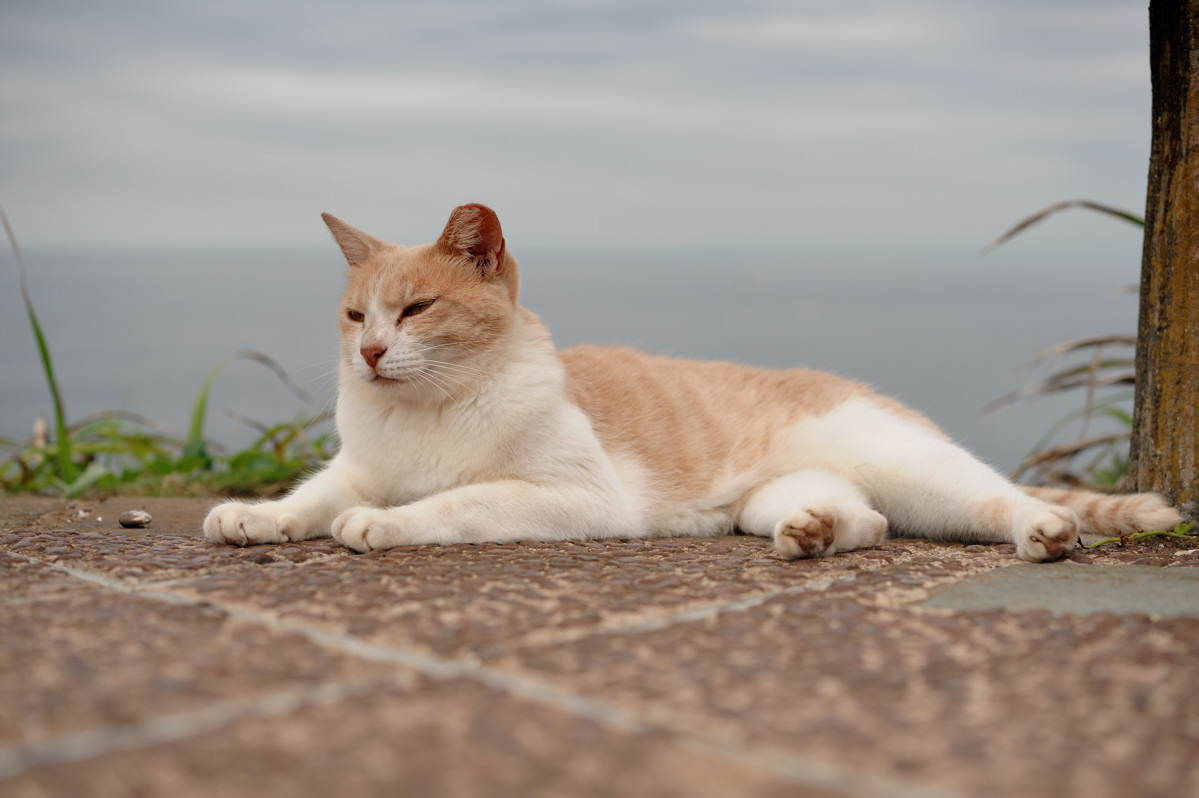 遠くの猫達ありがとう_f0011273_20244159.jpg