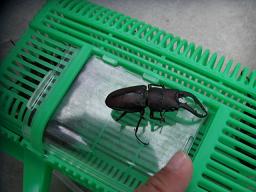 虫捕り!_f0172281_2264272.jpg