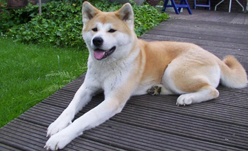 アメリカの秋田犬は トミー リー ジョーンズ顔 黒部エリぞうのny通信 アメリカの秋田犬は トミー リー ジョーンズ顔 黒部エリぞうのny通信