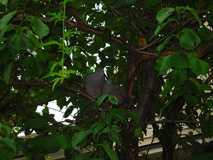 e0158895_1515377.jpg