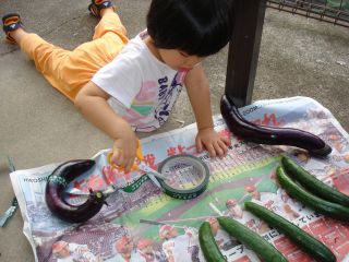 お野菜出荷のお手伝いをするマコちゃん!_e0166301_15133125.jpg