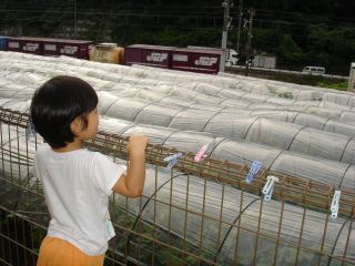 お野菜出荷のお手伝いをするマコちゃん!_e0166301_15201517.jpg
