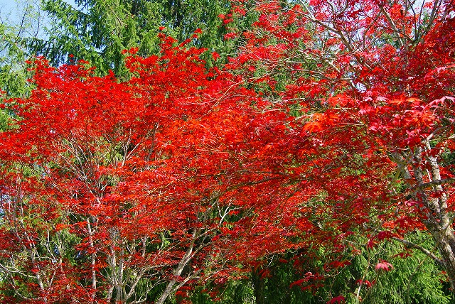 c0125702_8124323.jpg