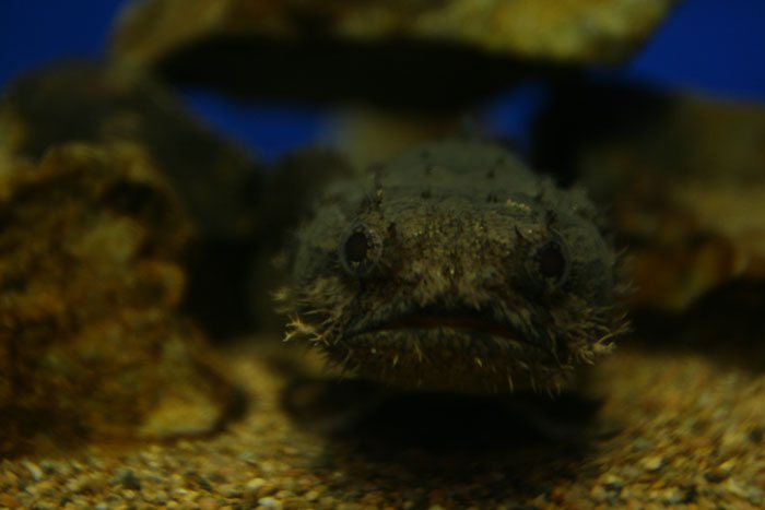 ライオンフィッシュ 水族館ふりーく ライオンフィッシュ 水族館ふりーく