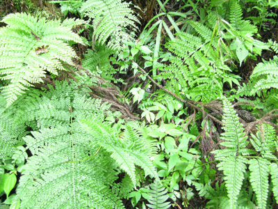 e0065906_8162347.jpg