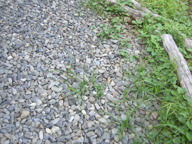 たくましい草たち_b0049307_0404157.jpg