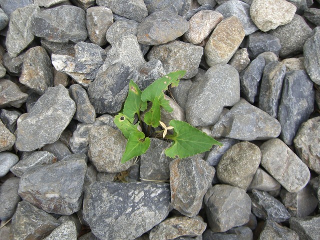 たくましい草たち_b0049307_0415956.jpg