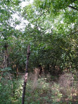 f0133814_42179.jpg