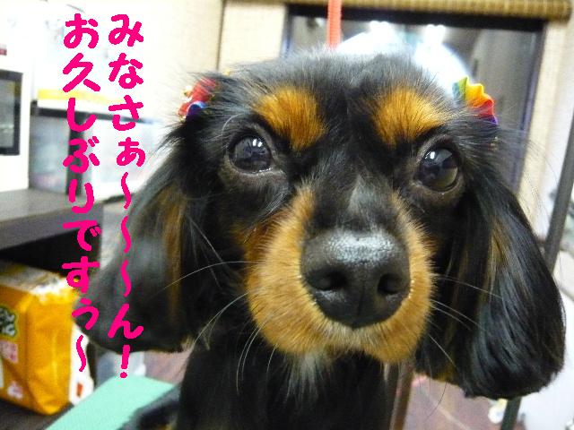 お婿さん＆キマった！！＆伸びないの・・・＆リラックス＆楽しみ♪_b0130018_13204962.jpg