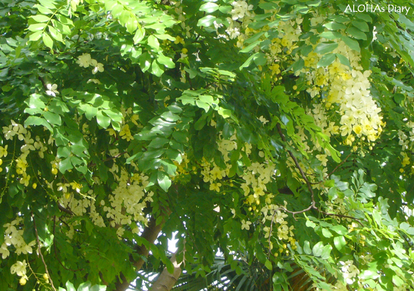 e0163721_11495313.jpg