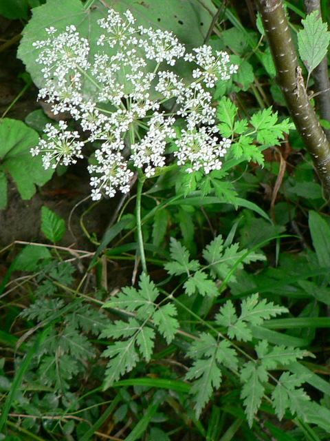白根せんきゅう シラネセンキュウ 花の仲間調べ
