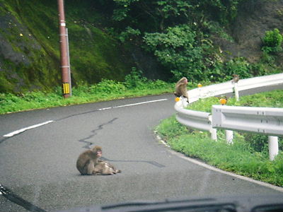 福井観光Ｐａｒｔ２　ハプニング続出、野猿との遭遇_c0143330_16551615.jpg