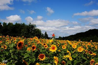 100万本のひまわりと花火_a0125731_13414189.jpg