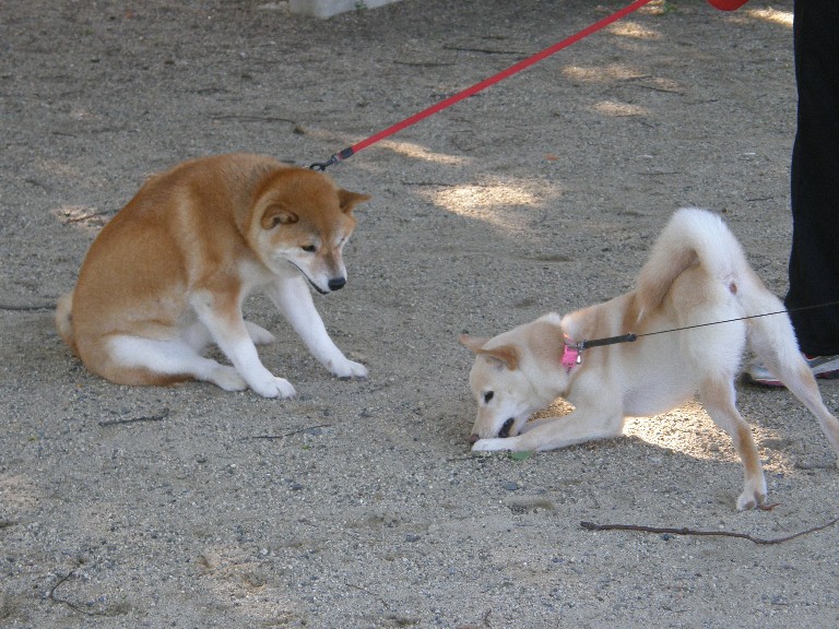 柴系まつり_f0128542_957197.jpg