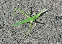 e0172950_22142779.jpg