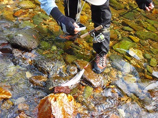 お盆釣行・岩魚の棲む清流　第一幕_c0097652_1940735.jpg