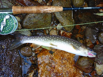 お盆釣行・岩魚の棲む清流 第二幕_c0097652_22534165.jpg