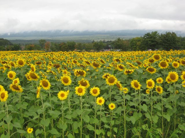 夏休みだってU^ェ^U ワン!_f0130760_1713571.jpg