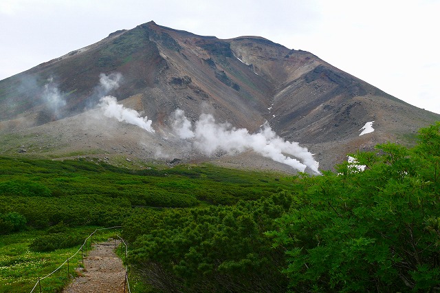 旭岳の野鳥・・・・≪ノゴマ・ギンザンマシコ≫_f0000866_216113.jpg