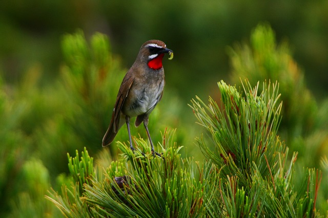 旭岳の野鳥・・・・≪ノゴマ・ギンザンマシコ≫_f0000866_21759.jpg