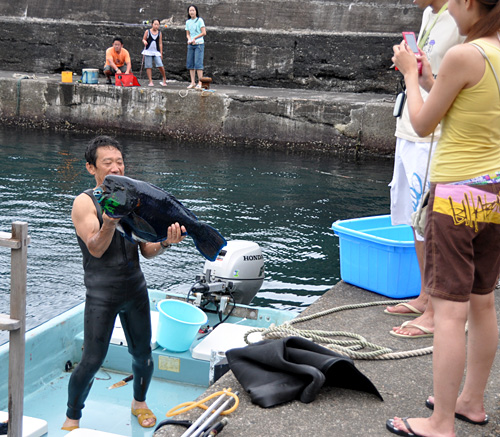 三宅で獲れた大きな魚 アオブダイ 伊豆岬にて ハマシャジン咲いていました 百合日記