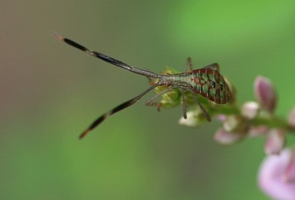 オオクモヘリカメムシ?　幼虫_b0088772_1191182.jpg