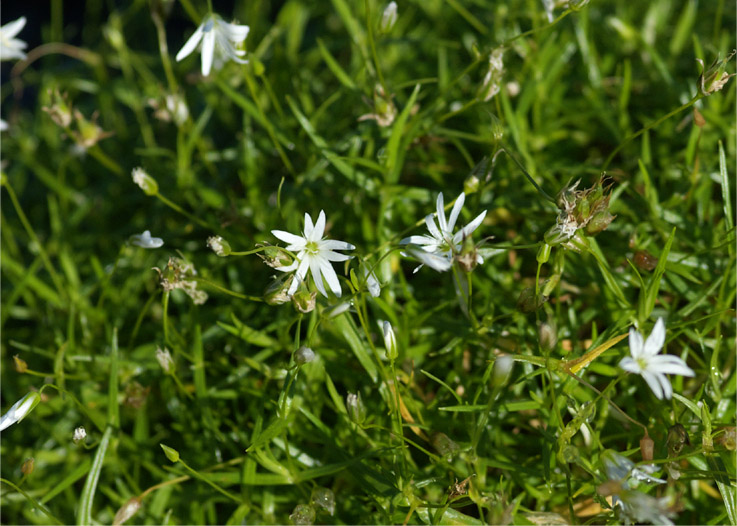 c0096278_11151549.jpg