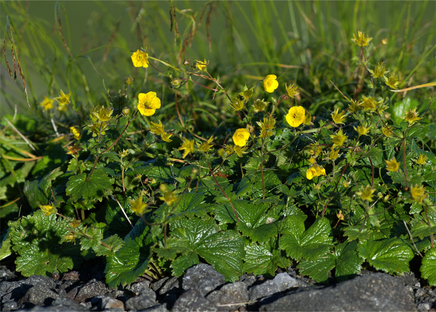 c0096278_1235373.jpg
