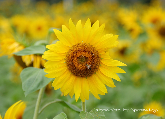 夏の終わり_f0163583_22193393.jpg