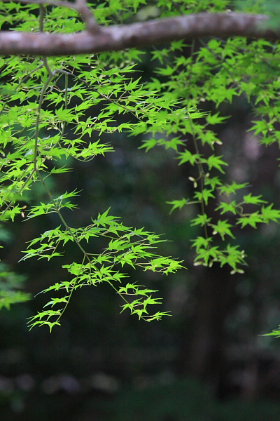 蓮華寺_e0051888_654352.jpg