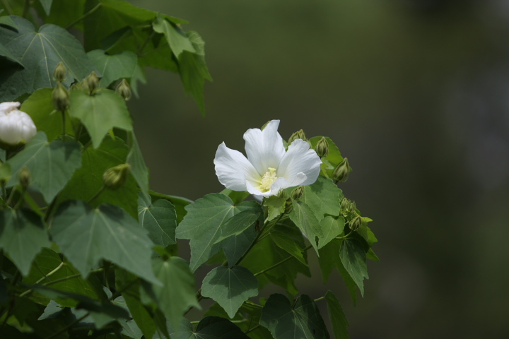 「　白い南風　」　芙蓉　（ふよう）_f0164989_011229.jpg