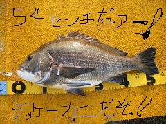 ★カイロ名人大型ゲット★_e0147297_816466.jpg