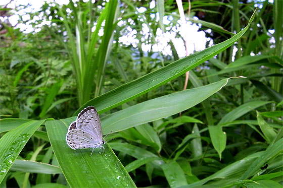 d0001300_8165733.jpg