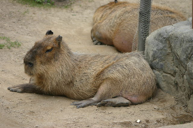 ほっかいどん４日目（旭山動物園編)_f0081619_1828295.jpg