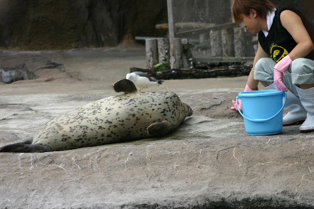 ほっかいどん４日目（旭山動物園編)_f0081619_1832418.jpg