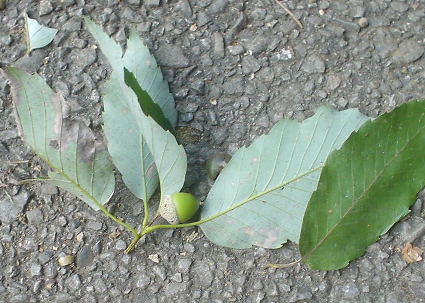 c0150520_6581177.jpg