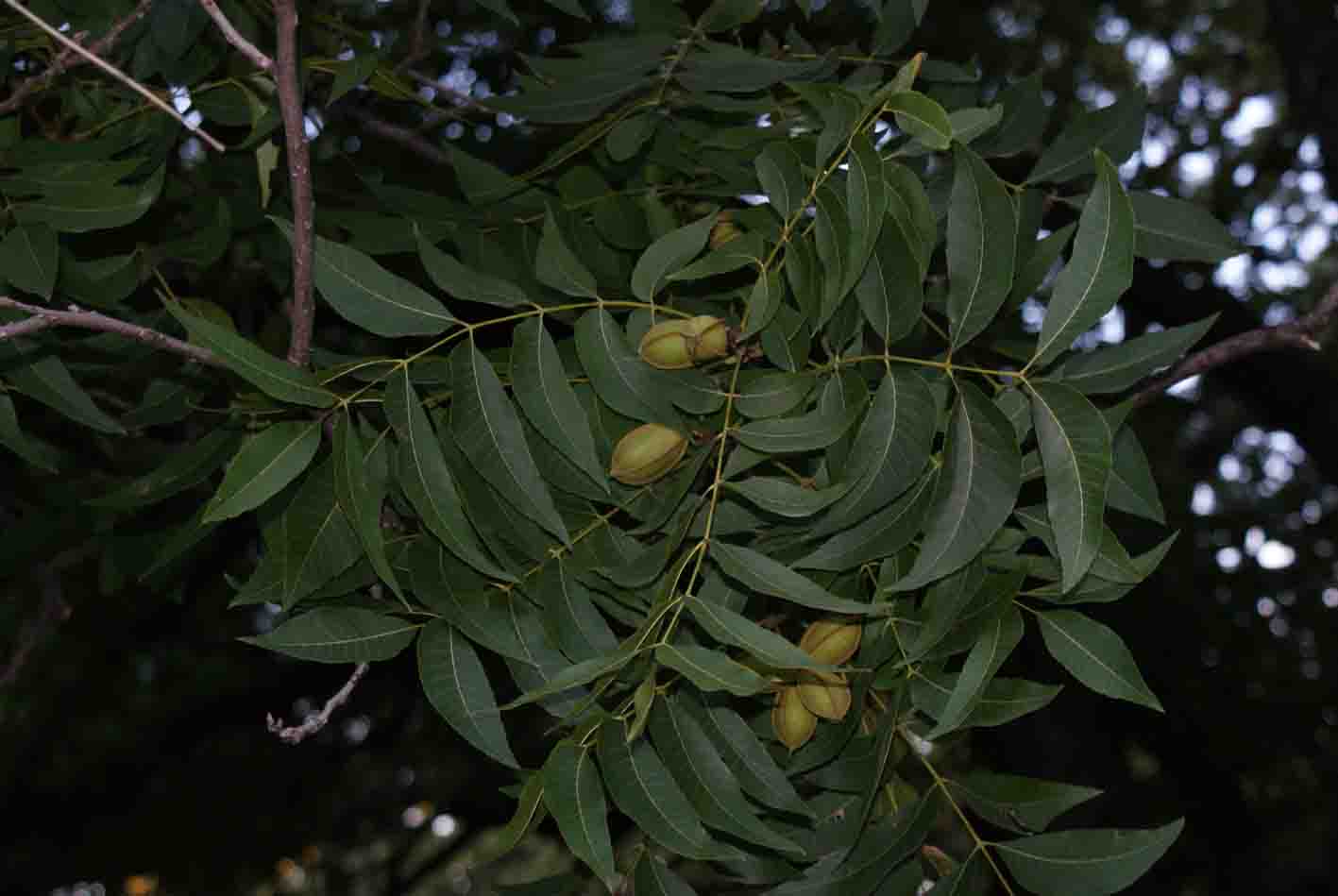 a0114622_23492714.jpg