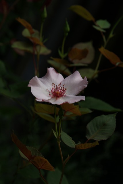 f0170524_13354735.jpg