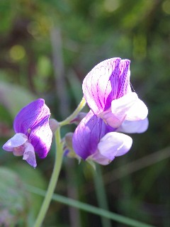 小清水原生花園_f0045846_1984469.jpg