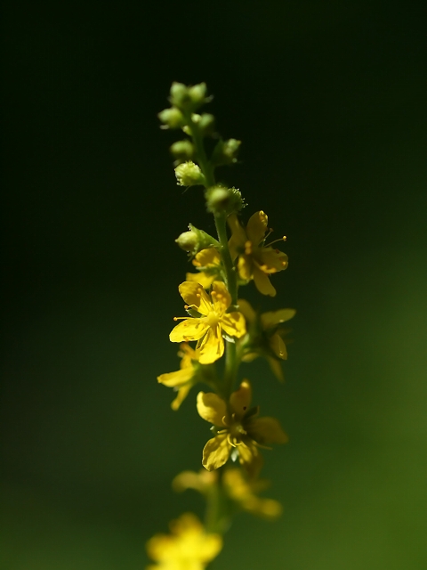 雑木林の花　☆_d0146247_23401028.jpg