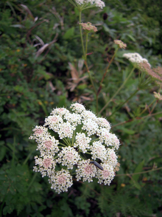 b0005652_18102734.gif