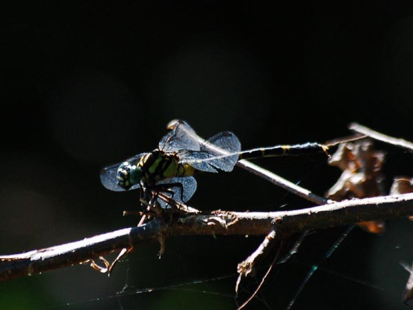 c0045352_17402584.jpg