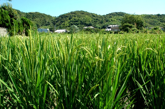 　　田園風景_b0093754_23521943.jpg