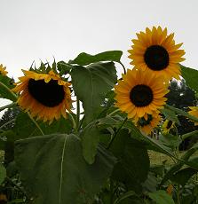 f0139963_13542299.jpg