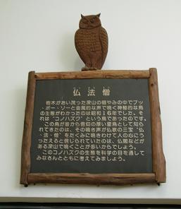 ふくろう探検隊出動　鳳来寺山自然科学博物館　その一_f0139963_21373667.jpg