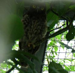 ふくろう探検隊出動　鳳来寺山自然科学博物館　その一_f0139963_2284637.jpg